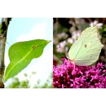Brimstone rhamni Pupae 